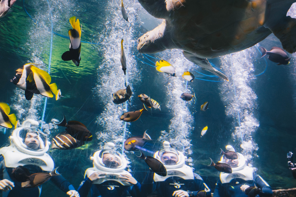 Aquarium of Guam - Image 3 of 6