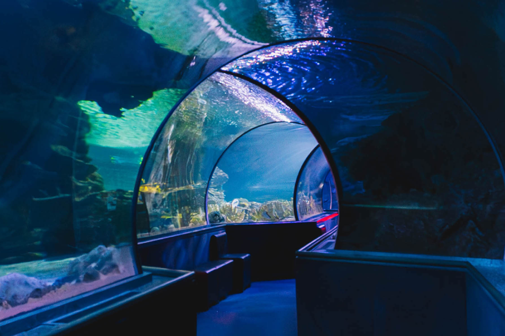 Aquarium of Guam - Image 4 of 6