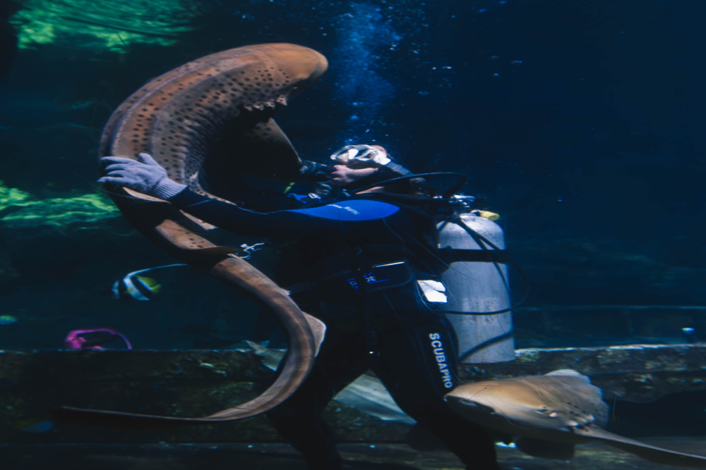 Aquarium of Guam - Image 6 of 6