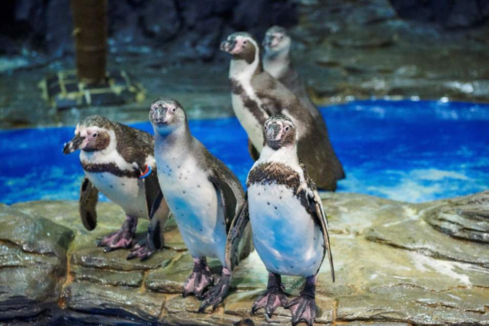 Aqua Planet Ilsan - Image 5 of 6