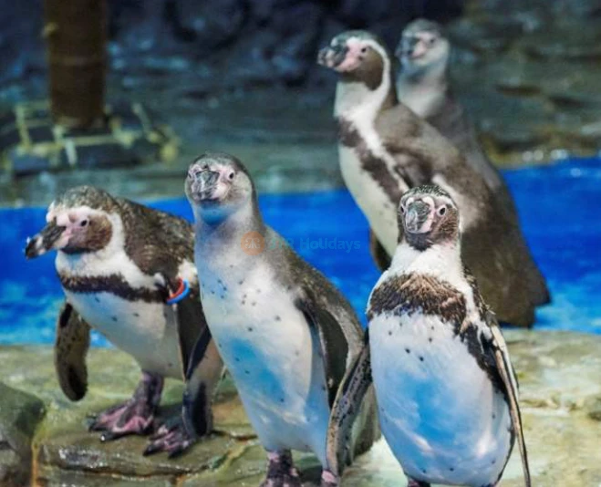 Aqua Planet Ilsan - Explore Underwater Wonders & Unique Marine Life - JTR Holidays - Image 5 of 5