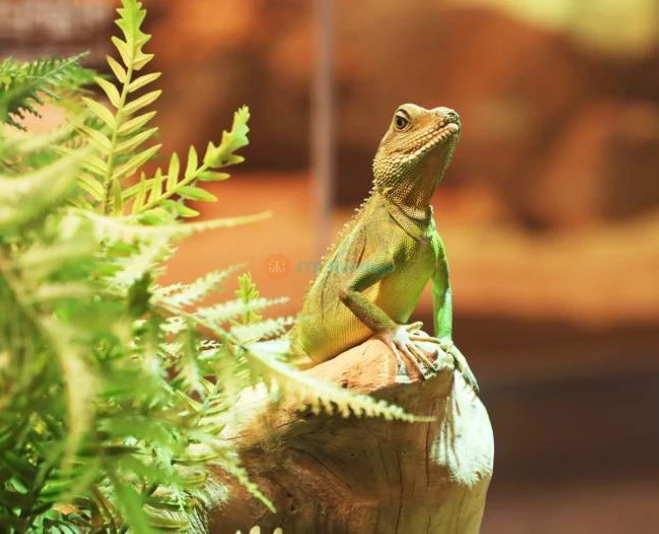 SeenB Indoor Animal Park Gyeonggi - Unique Wildlife & Aqua Garden Experience - JTR Holidays - Image 2 of 5