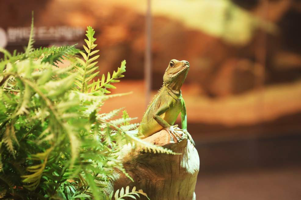 Seenb Indoor Tierpark Gyeonggi - Entdecken Sie die Magie des SeenB Indoor Tierparks Gyeonggi, einem einzigartigen Zoo, in dem Sie seltene Vögel, bunte Fische und verspielte Tiere treffen können. Der SeenB Indoor Tierpark Gyeonggi bietet ein unvergessliches Erlebnis mit seiner wunderschönen Blumen-Zone und der Infinity-Zone, perfekt für Fotos. Erkunden Sie den friedlichen Aquagarten, Heimat beeindruckender Unterwasserlebewesen. Der SeenB Indoor Tierpark Gyeonggi ist ein Muss für Tierliebhaber und Familien. Genießen Sie eine natürliche Auszeit im SeenB Indoor Tierpark Gyeonggi und schaffen Sie bleibende Erinnerungen! Seenb Indoor Tierpark Gyeonggi - Bild 2 von 5