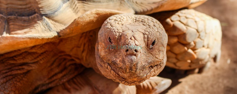 SeenB Indoor Animal Park Gyeonggi - Unique Wildlife & Aqua Garden Experience - JTR Holidays - Image 4 of 5