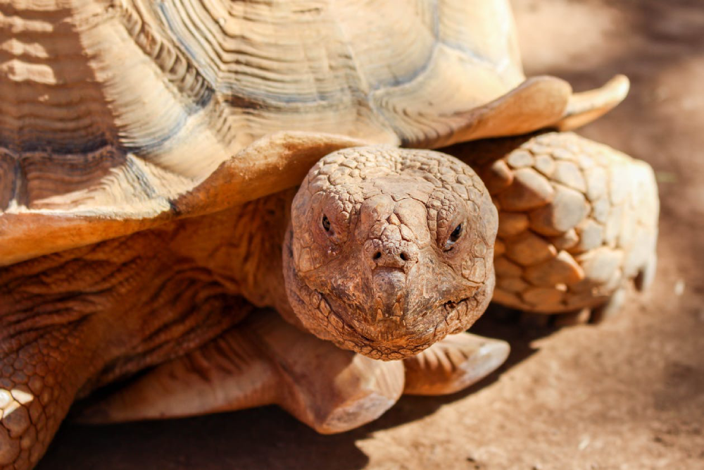 Seenb Indoor Animal Park Gyeonggi - Image 4 of 5