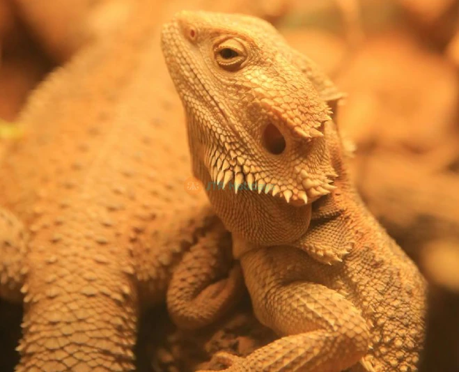 SeenB Indoor Animal Park Gyeonggi - Unique Wildlife & Aqua Garden Experience - JTR Holidays - Image 5 of 5