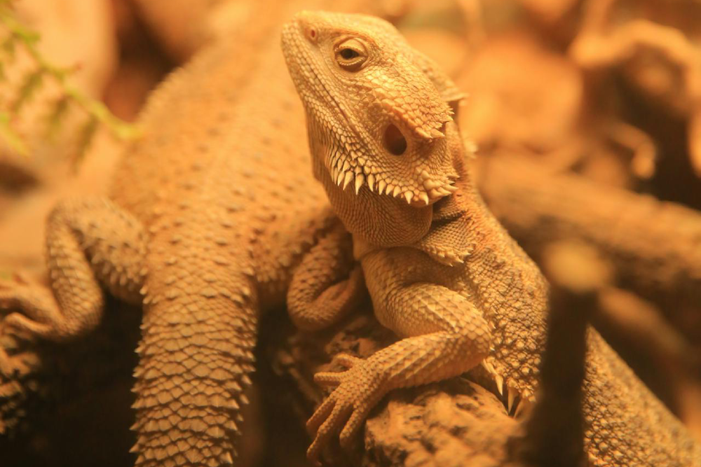 Seenb Indoor Animal Park Gyeonggi - Image 5 of 5