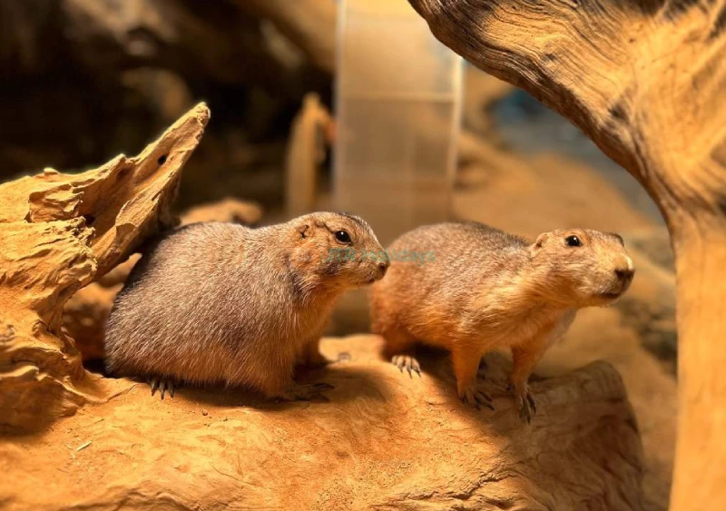 Seenb Indoor Animal Park Gyeonggi