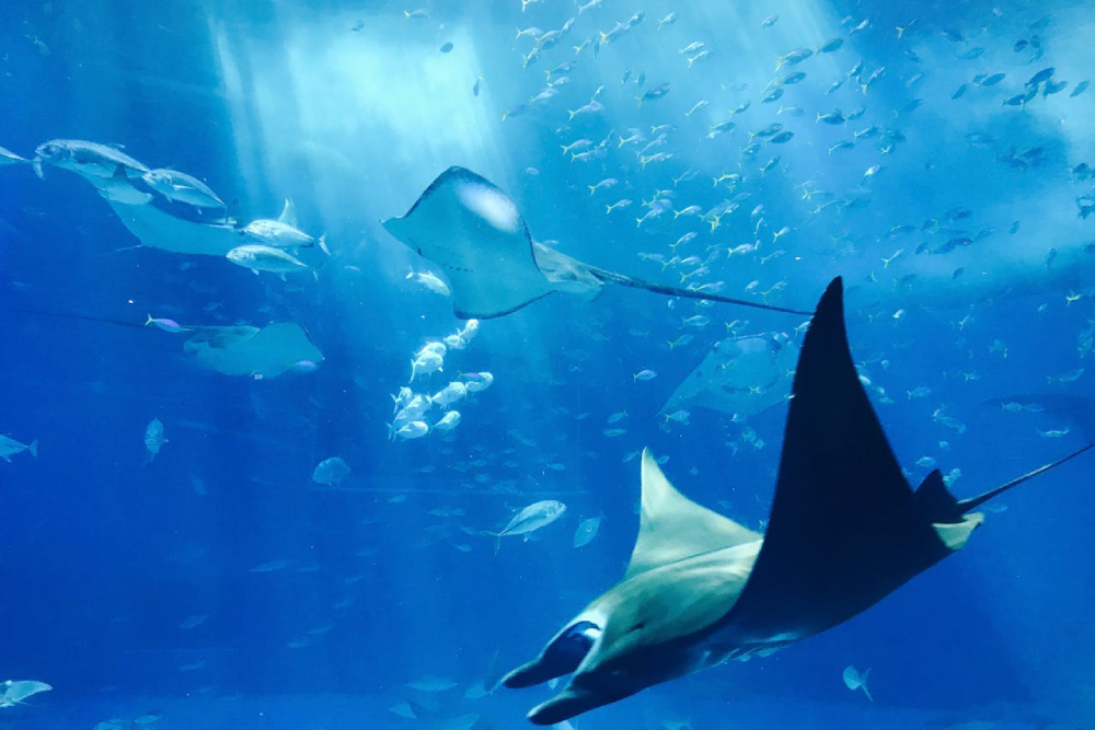 Gwanggyo Aqua Planet - Image 3 of 5