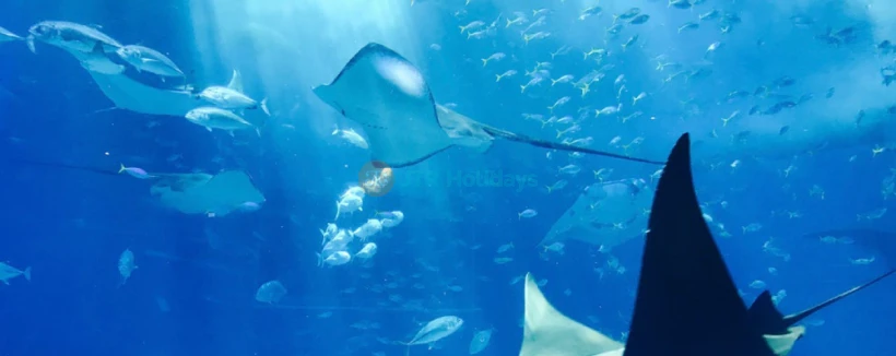 Gwanggyo Aqua Planet - Erkunden Sie die erstaunliche Welt des Meereslebens im Gwanggyo Aqua Planet, einem der besten Aquarien in Gyeonggi. Gwanggyo Aqua Planet bietet Besuchern die Gelegenheit, die Schönheit des Ozeans mit lebendigen Meeresbewohnern und spannenden Ausstellungen zu erleben. Gwanggyo Aqua Planet beherbergt vielfältige Meeresarten und ist somit ein perfekter Ort für Bildung und Unterhaltung. Entdecken Sie die Wunder des Ozeans und schaffen Sie unvergessliche Erinnerungen im Gwanggyo Aqua Planet! Gwanggyo Aqua Planet - Bild 3 von 5