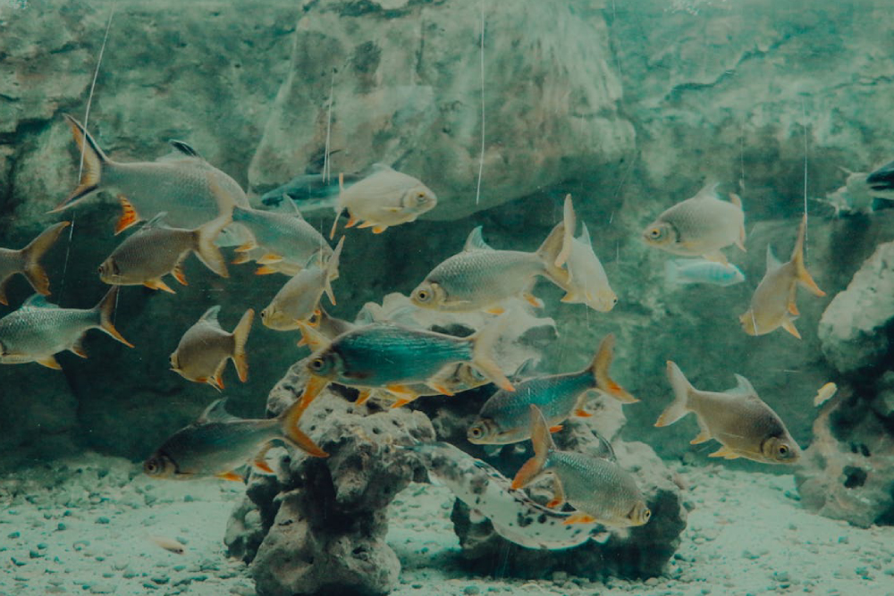 Gwanggyo Aqua Planet - Image 4 of 5