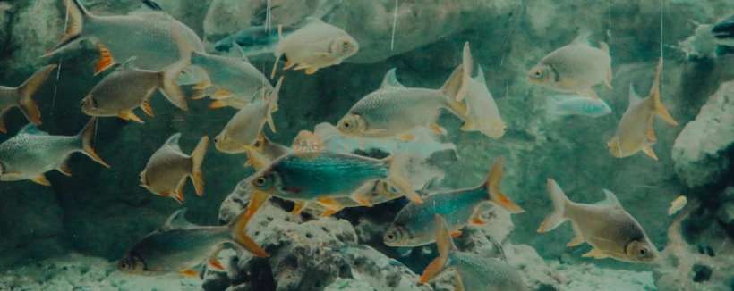 Gwanggyo Aqua Planet - Erkunden Sie die erstaunliche Welt des Meereslebens im Gwanggyo Aqua Planet, einem der besten Aquarien in Gyeonggi. Gwanggyo Aqua Planet bietet Besuchern die Gelegenheit, die Schönheit des Ozeans mit lebendigen Meeresbewohnern und spannenden Ausstellungen zu erleben. Gwanggyo Aqua Planet beherbergt vielfältige Meeresarten und ist somit ein perfekter Ort für Bildung und Unterhaltung. Entdecken Sie die Wunder des Ozeans und schaffen Sie unvergessliche Erinnerungen im Gwanggyo Aqua Planet! Gwanggyo Aqua Planet - Bild 4 von 5