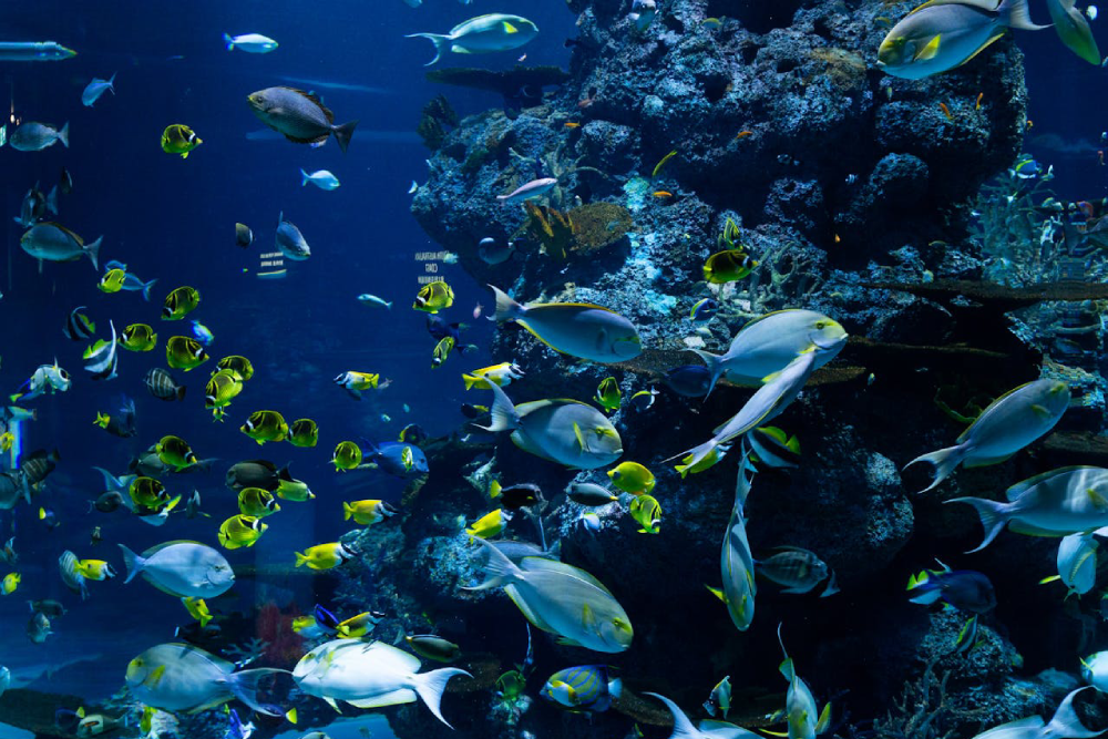Aqua Planet de Gwanggyo - Explorez l'incroyable monde de la vie marine à l'Aqua Planet de Gwanggyo, l'un des meilleurs aquariums de Gyeonggi. L'Aqua Planet de Gwanggyo offre aux visiteurs la possibilité d'admirer la beauté de l'océan grâce à des créatures marines colorées et des expositions passionnantes. L'Aqua Planet de Gwanggyo abrite une grande diversité d'espèces marines, en faisant un lieu parfait pour l'éducation et le divertissement. Découvrez les merveilles de l'océan et créez des souvenirs inoubliables à l'Aqua Planet de Gwanggyo dès aujourd'hui ! Aqua Planet de Gwanggyo - Image 2 sur 5