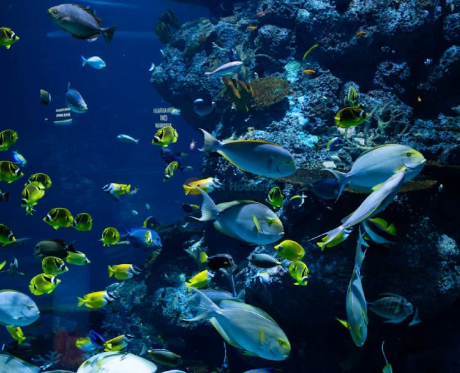 Gwanggyo Aqua Planet - Discover the Wonders of Marine Life in Gyeonggi - JTR Holidays - Image 2 of 5