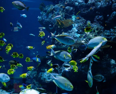 Gwanggyo Aqua Planet - Erkunden Sie die erstaunliche Welt des Meereslebens im Gwanggyo Aqua Planet, einem der besten Aquarien in Gyeonggi. Gwanggyo Aqua Planet bietet Besuchern die Gelegenheit, die Schönheit des Ozeans mit lebendigen Meeresbewohnern und spannenden Ausstellungen zu erleben. Gwanggyo Aqua Planet beherbergt vielfältige Meeresarten und ist somit ein perfekter Ort für Bildung und Unterhaltung. Entdecken Sie die Wunder des Ozeans und schaffen Sie unvergessliche Erinnerungen im Gwanggyo Aqua Planet! Gwanggyo Aqua Planet - Bild 2 von 5