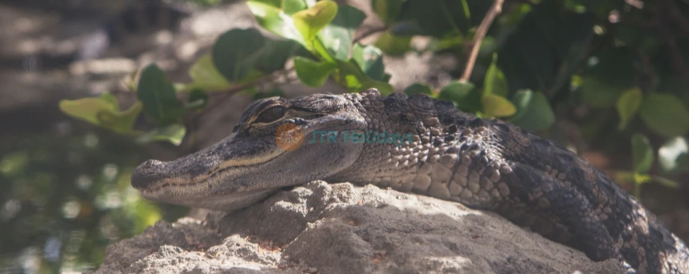 Phillip & Patricia Frost Museum of Science - Explore Miami's Top Science Museum-JTR Holidays - Image 3 of 5