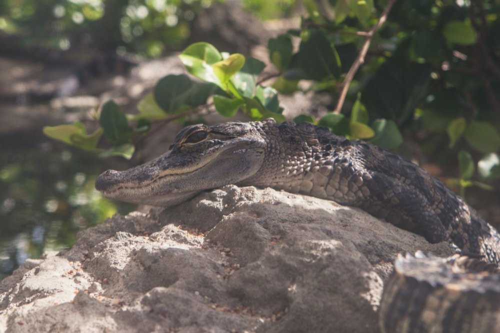 菲利普与帕特里夏·弗洛斯特科学博物馆门票 - 图片 3 的 5