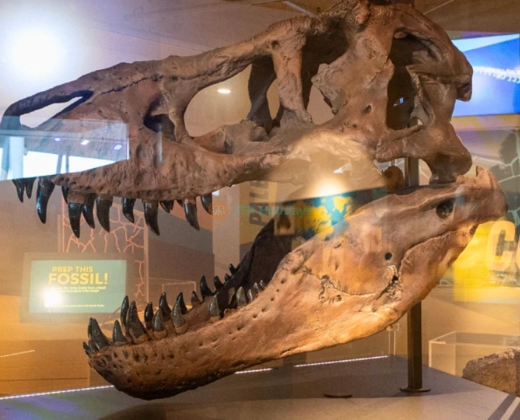 Phillip & Patricia Frost Museum of Science - Explore Miami's Top Science Museum-JTR Holidays - Image 2 of 5