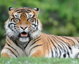 Zoo Miami -Explore Florida’s Largest Wildlife Sanctuary-JTR Holidays