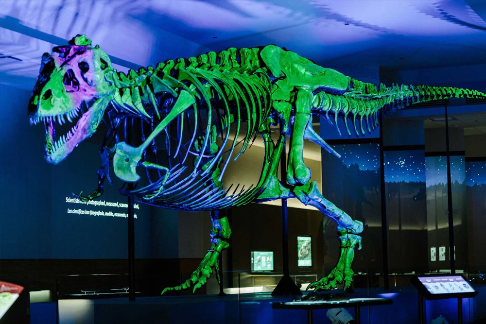 The Field Museum of Natural History Chicago - Image 1 of 5