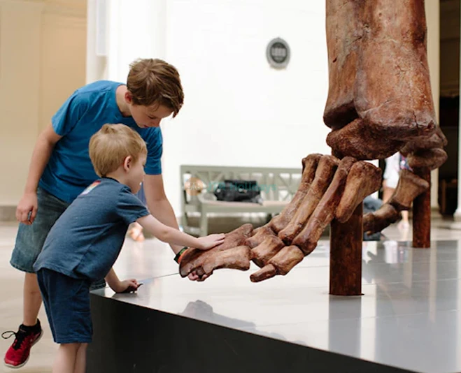 The Field Museum of Natural History Chicago Discover & Explore - JTR Holidays - Image 2 of 5