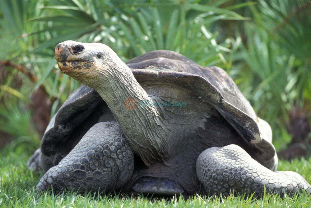 Zoo Miami -Explore Florida’s Largest Wildlife Sanctuary-JTR Holidays - Image 6 of 8