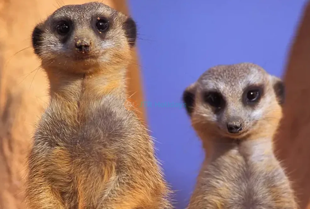 Zoo Miami -Explore Florida’s Largest Wildlife Sanctuary-JTR Holidays - Image 7 of 8