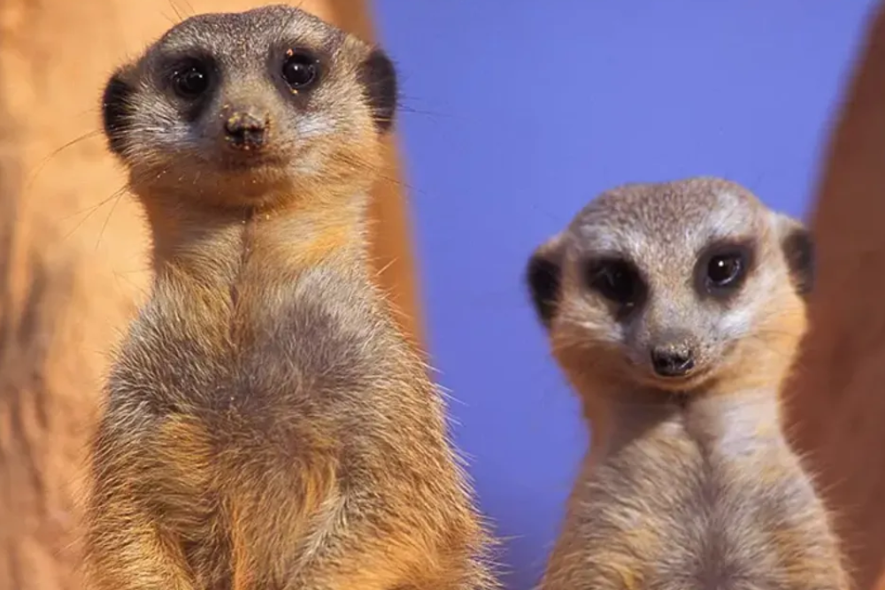 Zoo Miami - Image 7 of 8