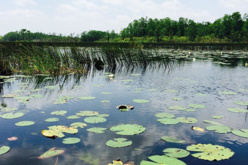 Sawgrass Recreation Park Ticket - Entdecken Sie die natürliche Schönheit der Florida Everglades im Sawgrass Recreation Park. Genießen Sie eine aufregende Airboat-Fahrt, beobachten Sie einheimische Wildtiere und besuchen Sie ein gerettetes Tierrefugium. Lernen Sie das einzigartige Ökosystem kennen und halten Sie unvergessliche Momente fest. Der Sawgrass Recreation Park Florida ist perfekt für Familien, Naturliebhaber und Abenteuerlustige. Planen Sie noch heute Ihren Besuch und erleben Sie das Beste der Everglades im Sawgrass Recreation Park Florida. Sawgrass Recreation Park Ticket - Bild 4 von 5