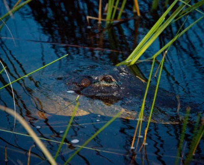 Billet pour le Parc de loisirs Sawgrass - Image 5 sur 5