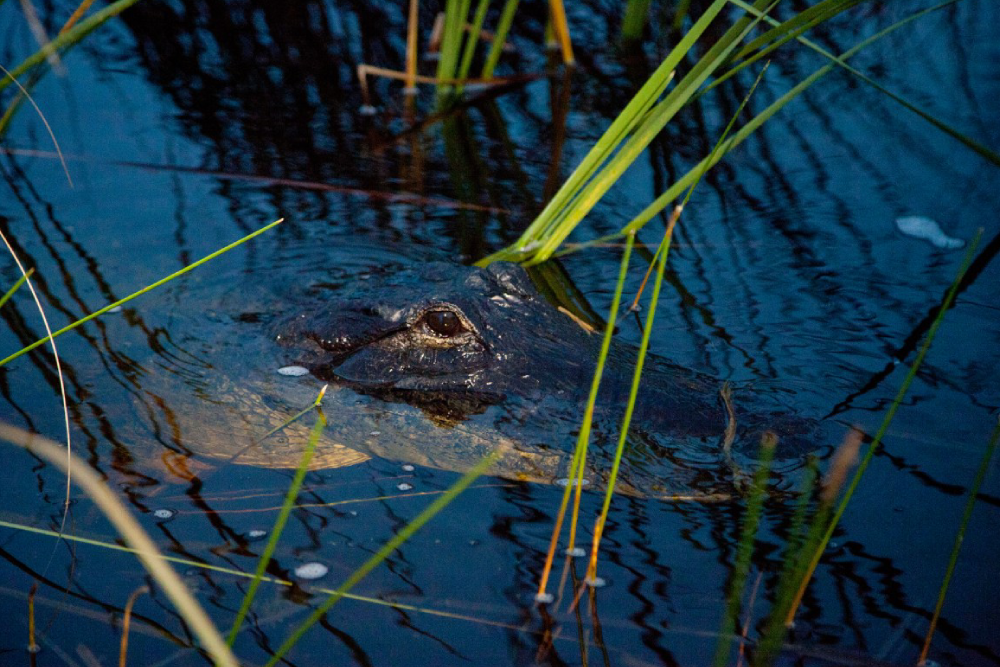 Billet pour le Parc de loisirs Sawgrass - Image 5 sur 5