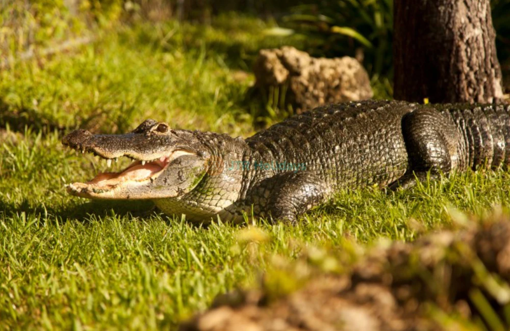 Sawgrass Recreation Park Florida - Everglades Airboat Adventure & Wildlife Experience- JTR Holidays - Image 7 of 7