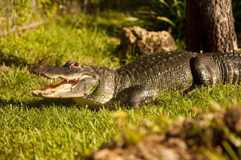 Sawgrass Recreation Park Ticket - Image 7 of 7