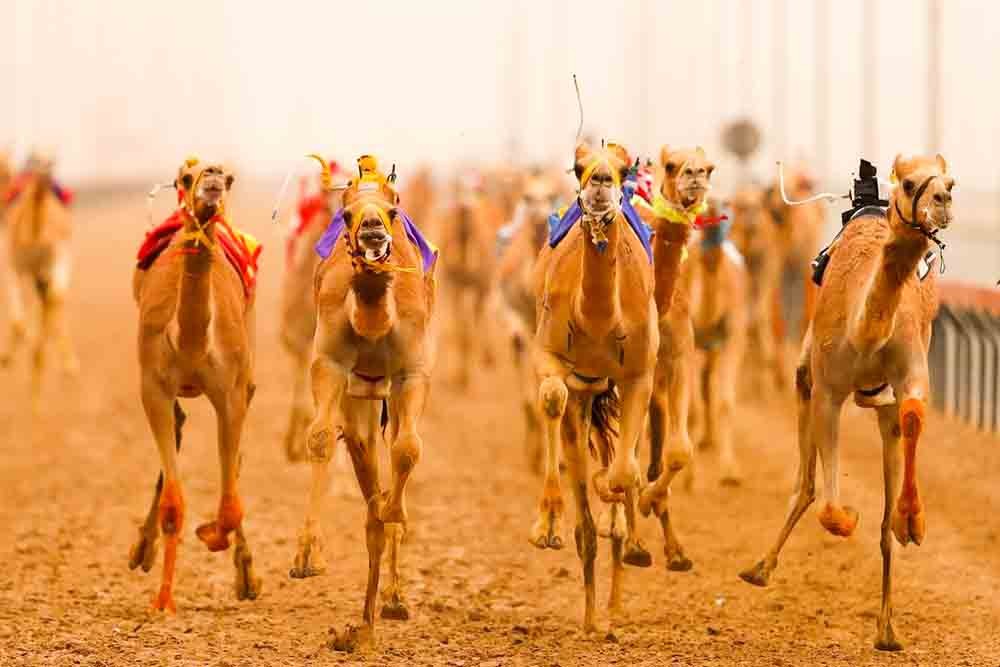 Dubai Royal Camel Racing Club - Dubai Camel Racing - JTR Holidays