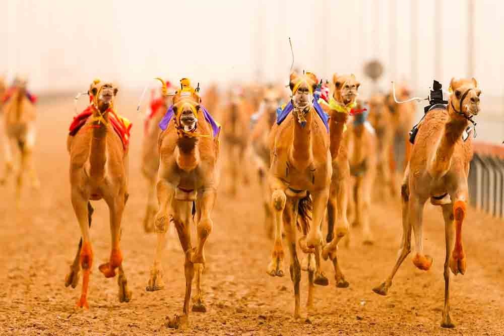 Dubai Royal Camel Racing Club - Image 1 of 10