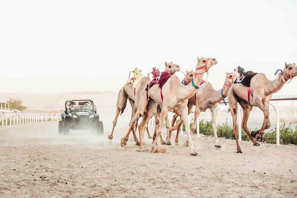 Dubai Royal Camel Racing Club - Image 2 of 5