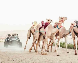 Dubai Royal Camel Racing Club - Dubai Camel Racing - JTR Holidays