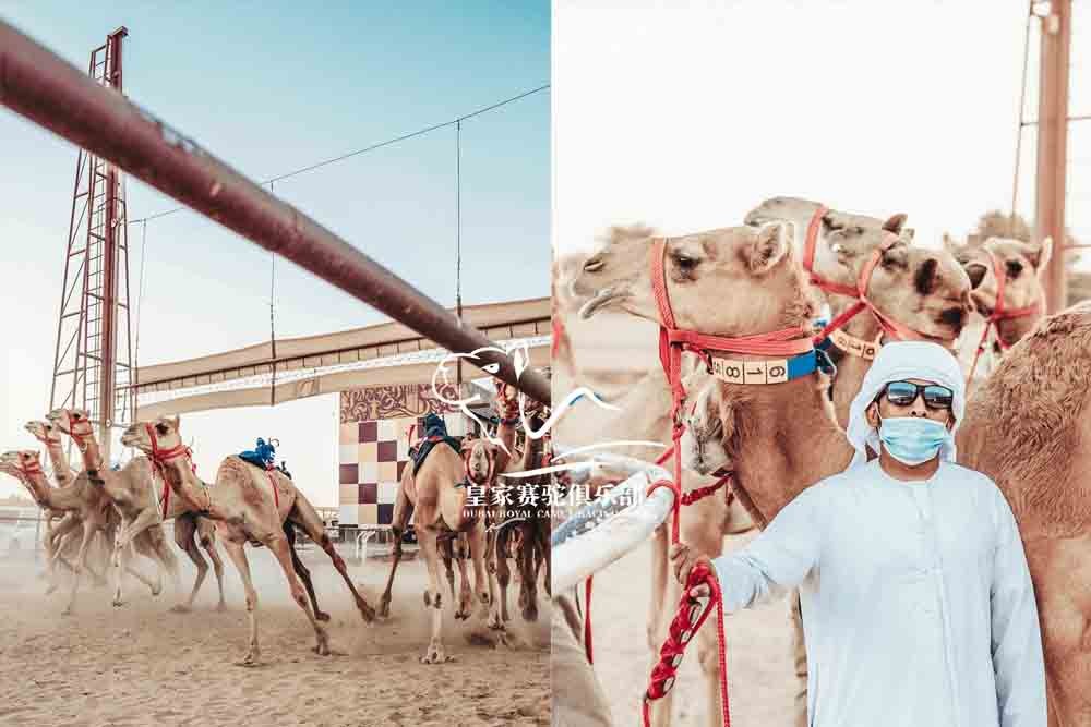 Dubai Royal Camel Racing Club - Image 3 of 5