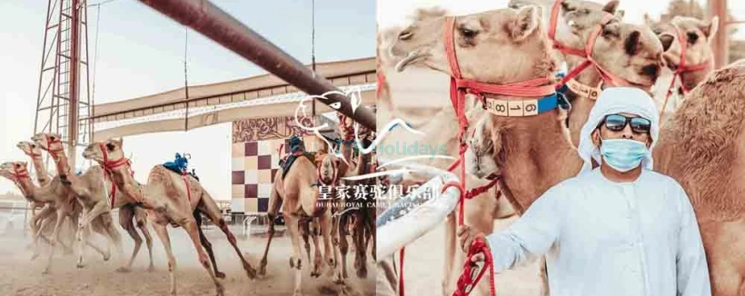 迪拜皇家骆驼赛马俱乐部 - 图片 3 的 5