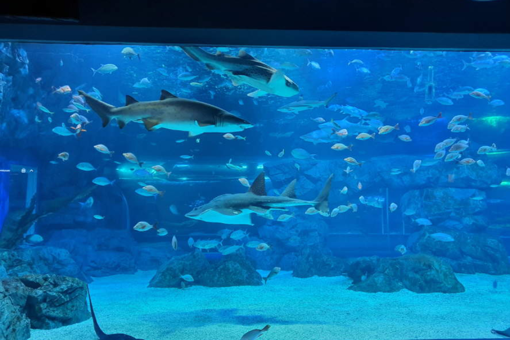 Aqua Planet de Gwanggyo - Explorez l'incroyable monde de la vie marine à l'Aqua Planet de Gwanggyo, l'un des meilleurs aquariums de Gyeonggi. L'Aqua Planet de Gwanggyo offre aux visiteurs la possibilité d'admirer la beauté de l'océan grâce à des créatures marines colorées et des expositions passionnantes. L'Aqua Planet de Gwanggyo abrite une grande diversité d'espèces marines, en faisant un lieu parfait pour l'éducation et le divertissement. Découvrez les merveilles de l'océan et créez des souvenirs inoubliables à l'Aqua Planet de Gwanggyo dès aujourd'hui ! Aqua Planet de Gwanggyo - Image 1 sur 5