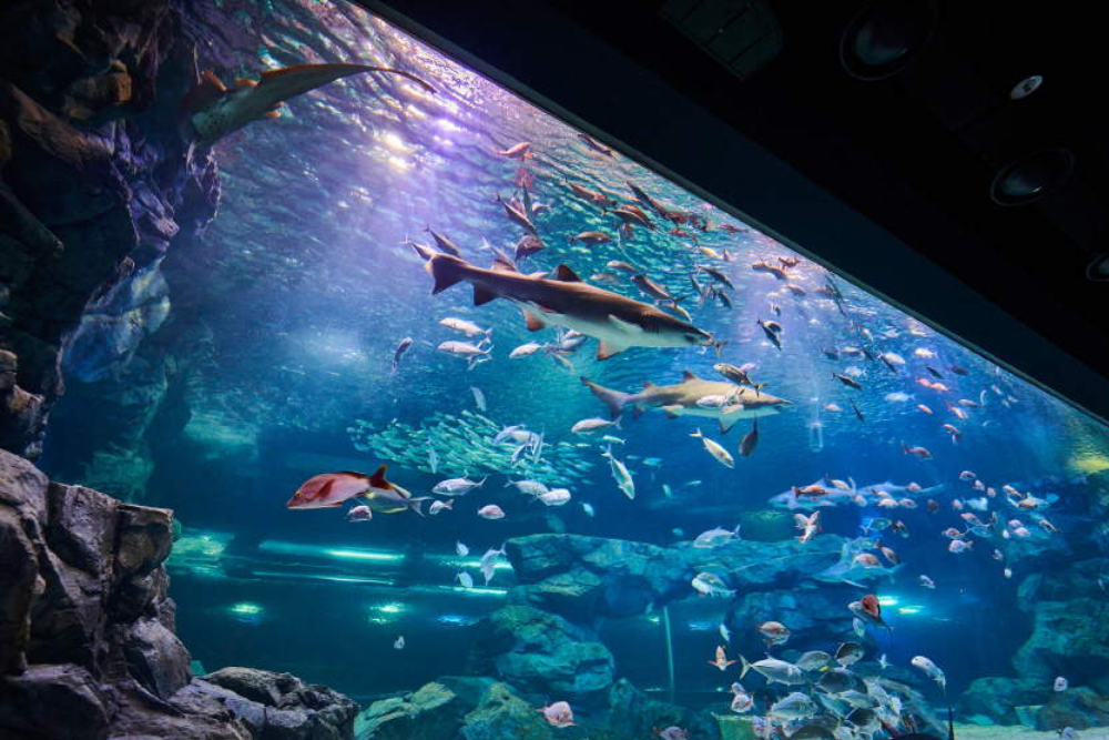 Aqua Planet de Gwanggyo - Image 5 sur 5