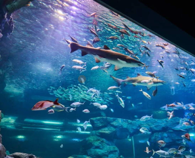 Gwanggyo Aqua Planet - Discover the Wonders of Marine Life in Gyeonggi - JTR Holidays - Image 5 of 5