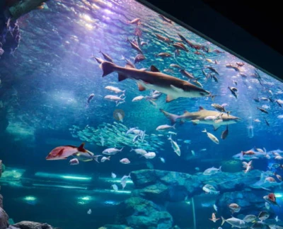 Gwanggyo Aqua Planet - Bild 5 von 5