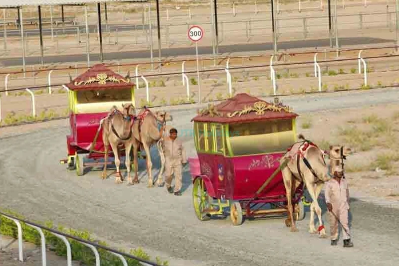 Dubai Royal Camel Racing Club - Dubai Camel Racing - JTR Holidays