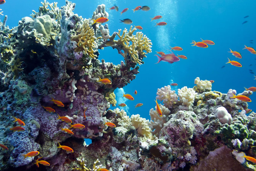 Acuario SEA LIFE Busan - Descubre las maravillas del océano en el Acuario SEA LIFE Busan, una atracción marina imprescindible en Corea del Sur. Explora túneles submarinos hipnotizantes, encuentra tiburones, medusas y vida marina vibrante de cerca. El Acuario SEA LIFE Busan ofrece experiencias interactivas, exhibiciones educativas y emocionantes sesiones de alimentación. Perfecto para familias y entusiastas del mar, el Acuario SEA LIFE Busan promete una aventura inolvidable bajo las olas. ¡Visita el Acuario SEA LIFE Busan para un viaje acuático inmersivo como ningún otro! Acuario SEA LIFE Busan - Imagen 4 de 5
