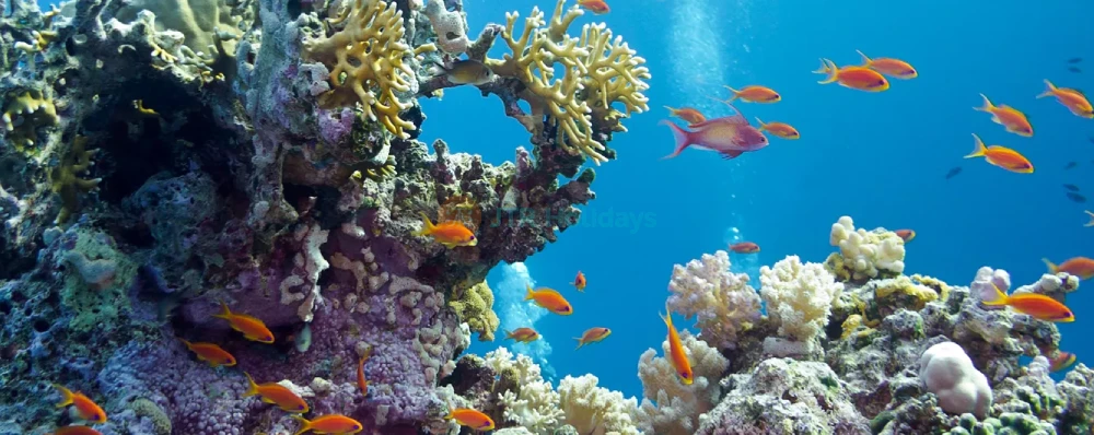 SEA LIFE Busan Aquarium - Explore Marine Wonders in South Korea - JTR Holidays - Image 4 of 5