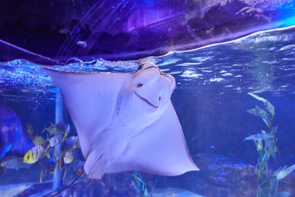 SEA LIFE Busan Aquarium - Image 9 of 9