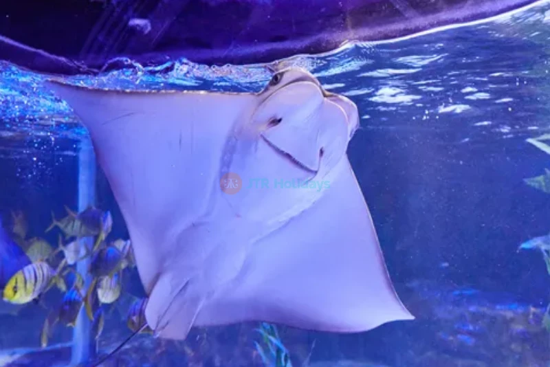 SEA LIFE Busan Aquarium - Explore Marine Wonders in South Korea - JTR Holidays - Image 9 of 9