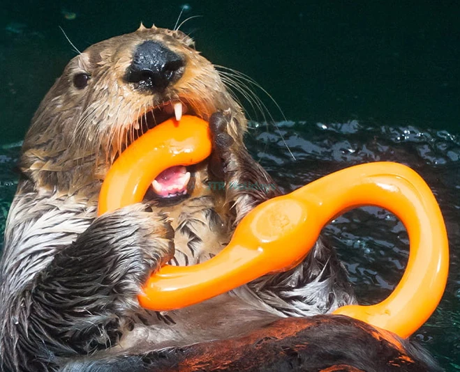 Seattle Aquarium - Image 2 of 5