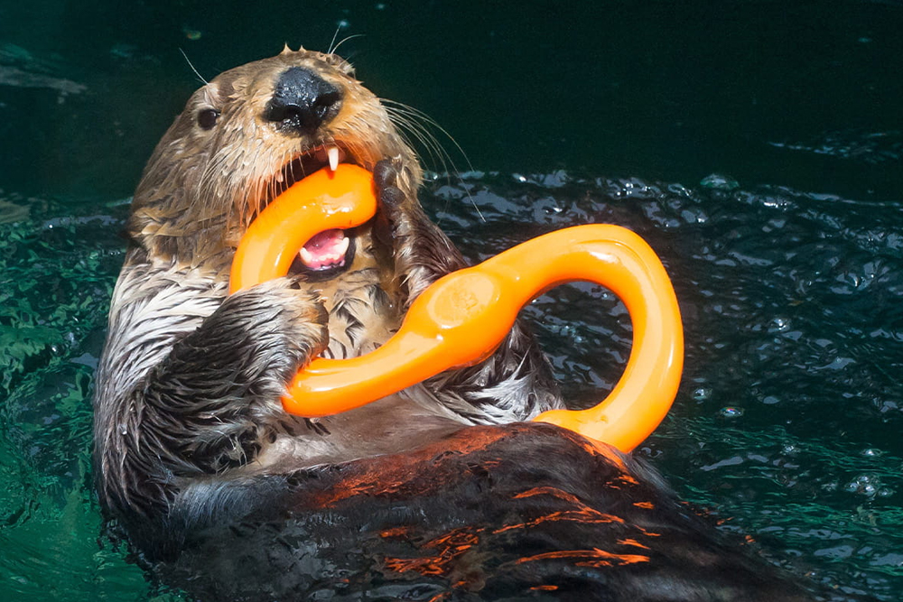 西雅图水族馆 - Image 2 of 9